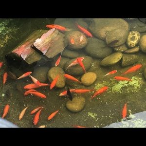 Meet your Posher, Marissa